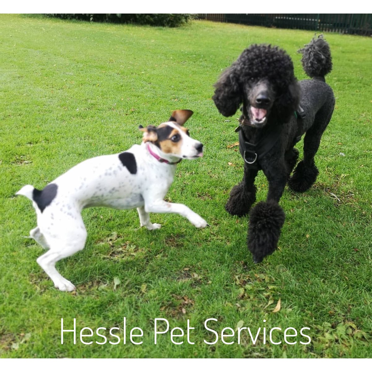 HesslePets's tweet photo. The girls had fun π
#dogwalker #Hessle #cockerjack #standardpoodle #poodle #dogsoftwitter https://t.co/UPhqhP9VVO