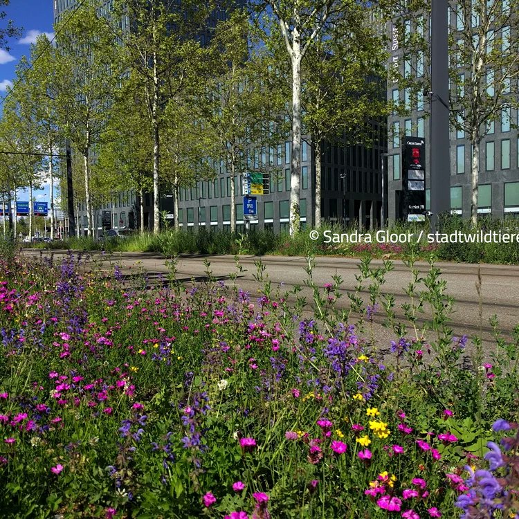 Eine Wildbiene oder Schmetterling in Zürich gesehen/fotografiert? Melde deine Beobachtungen auf zuerich.stadtwildtiere.ch und hilf bei der Erforschung der städtischen Bestäuber mit!