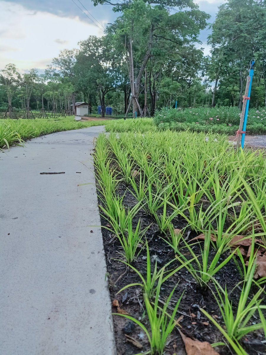 จุดพักรถแถววัดพุทธบาทภูชาติสวยงามดีชอบ