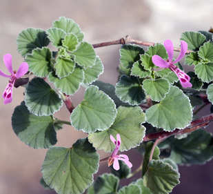 Fantastic opportunity to pursue a fully- funded PhD on conservation, access and benefit sharing of pelargonium sidoides at <a href="/UCT_Research/">UCT Research</a>. More details here: tinyurl.com/hu4pdhwt

FYI <a href="/RK_ct/">Rupert Koopman</a>
