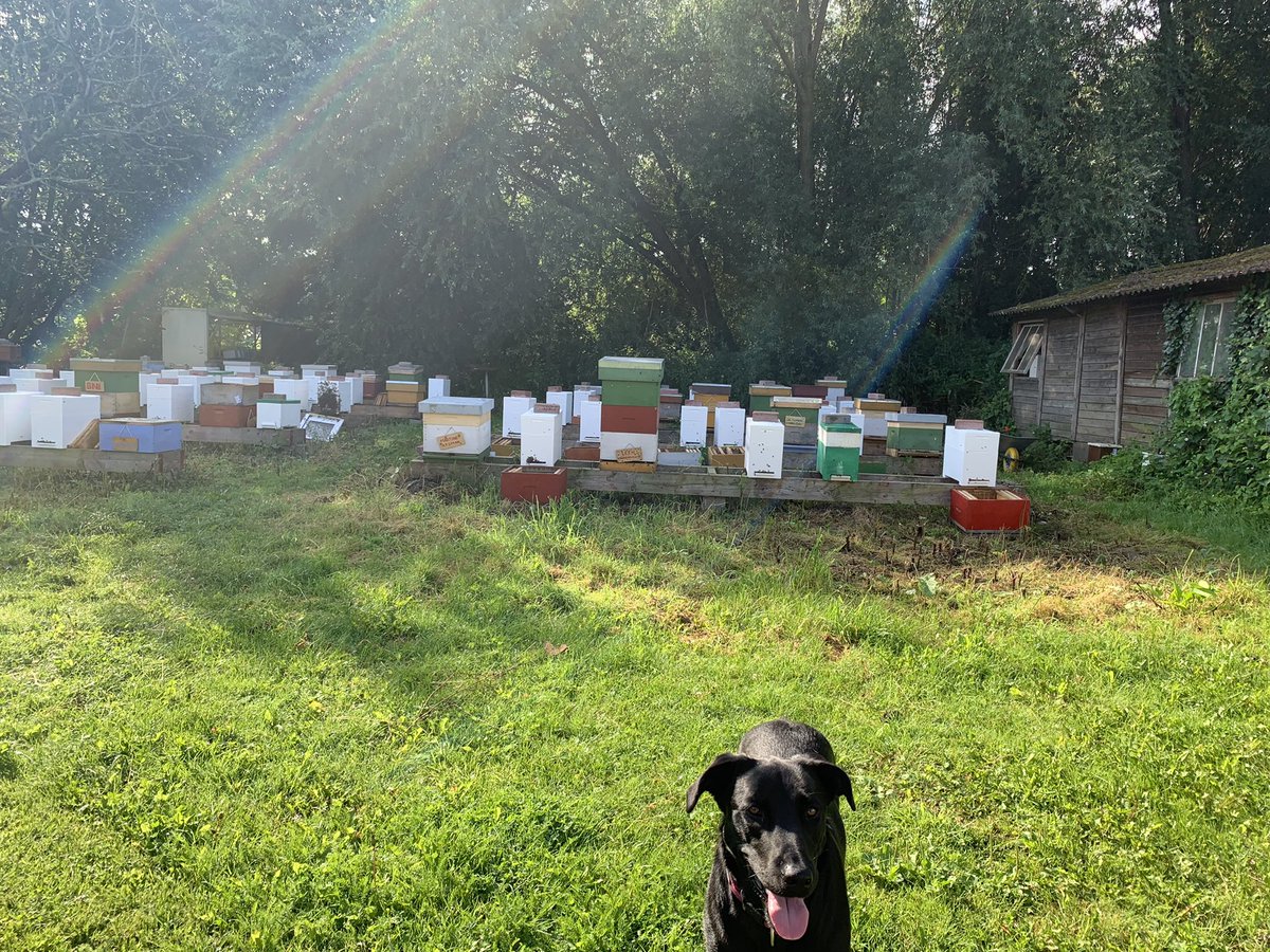 Had meetings in Ghent, Brussels, Antwerp this week in fancy meeting rooms and beautiful office spaces. Nice, but this outdoor meeting next to hardworking bees &amp; beehives at my client Nectarist was the best one 🐝