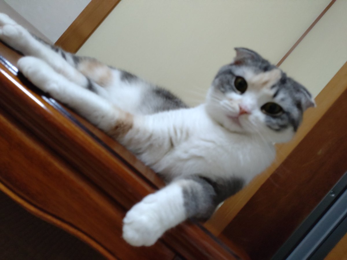 ide34629vv's tweet photo. 体調が悪く横になると必ず監視されます😅
＃猫
＃ネコ
#猫好きさんと繋がりたい https://t.co/OQR4wfqbQv