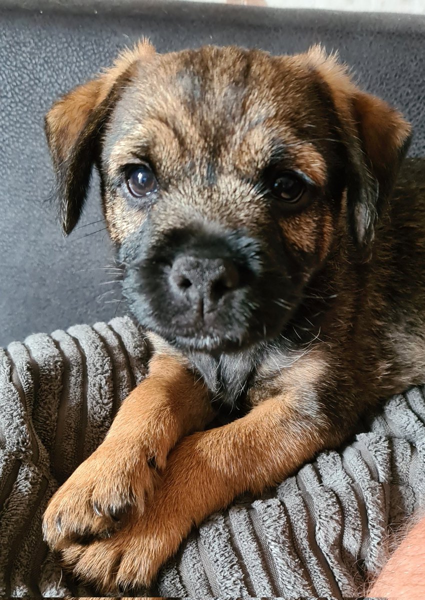 KaiBoo77's tweet photo. Happy #QIFriday!
Thought I'd pop a wee #Follow Friday up along with a #PetsOfQI. Mowdie is now 8 weeks!
@SaundersonSuzy
@svtamburrini
@LouWaters_QI
@Becky_QICTM
@NicolaShennan
@wendyAHPDem
@lockley_leeanne
@sjreed
@vincentbaxter8
@2019annhill
@LeighAKendall
#QITwitter #QIComms https://t.co/cyUXrcobeg