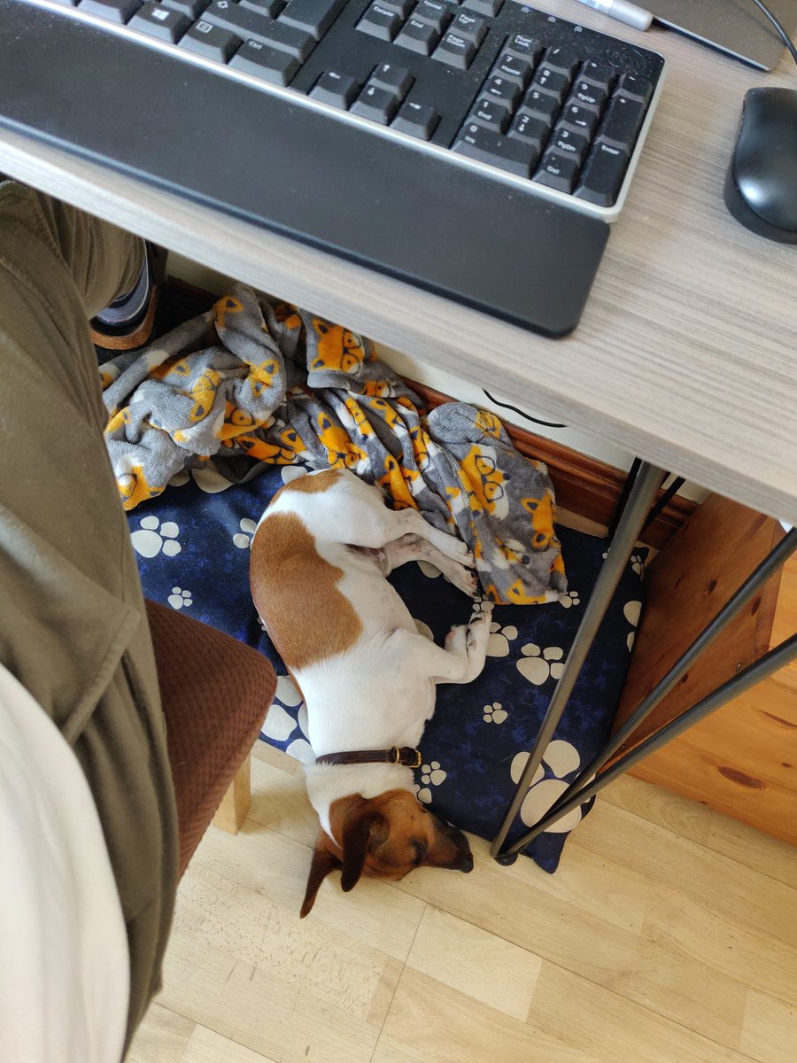 iseverythingaok's tweet photo. It's been a week since I started WFH and my good boy has slept through every team meeting I've had.... https://t.co/1tSJRshOLj