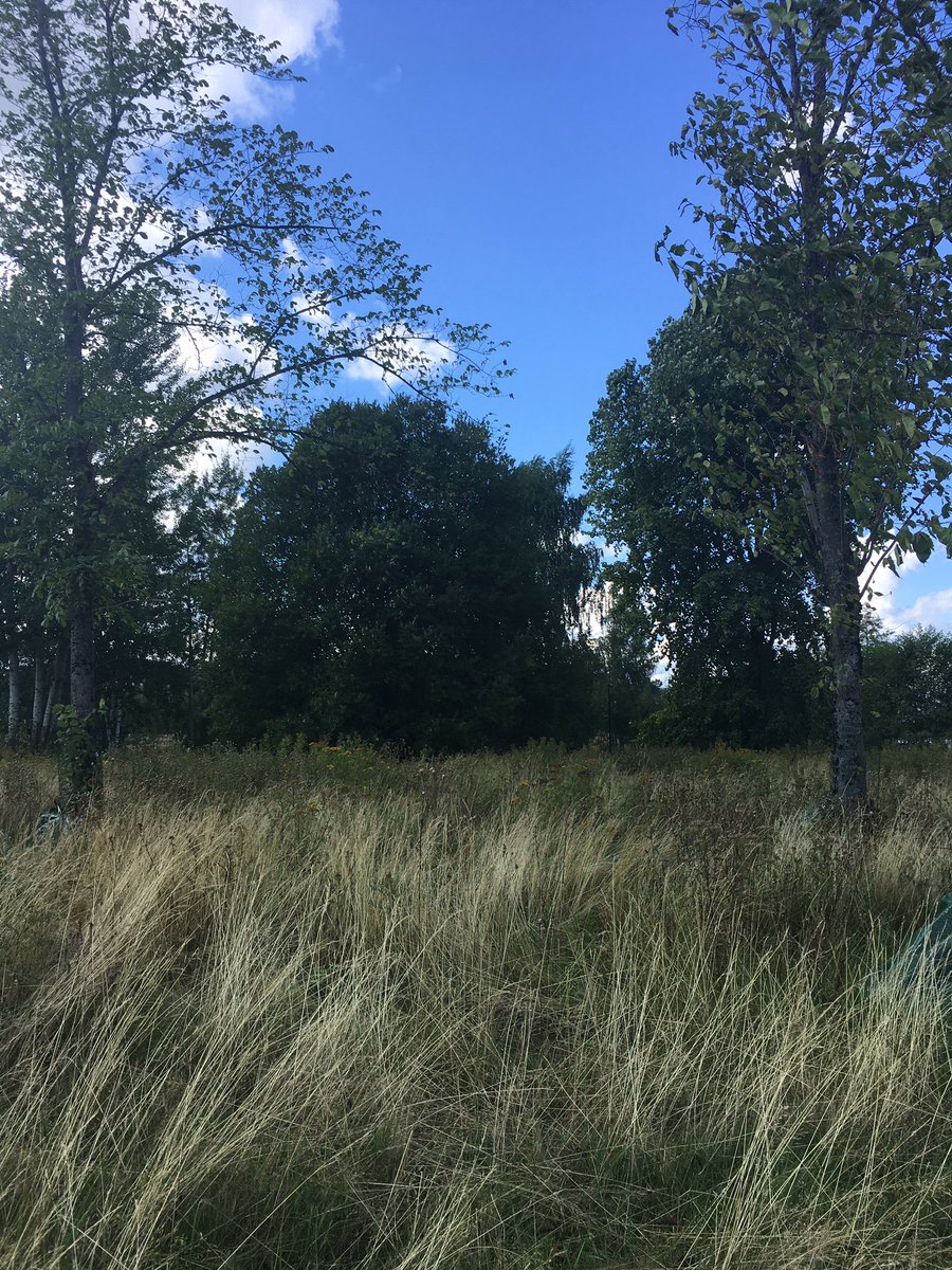 And as per that; here’s a beautiful meadow right at the Helsinki city centre, just behind the central railway station (to be fair I think it’s just a forgotten space hope it’ll stay that way) https://t.co/pV84tuiWkr