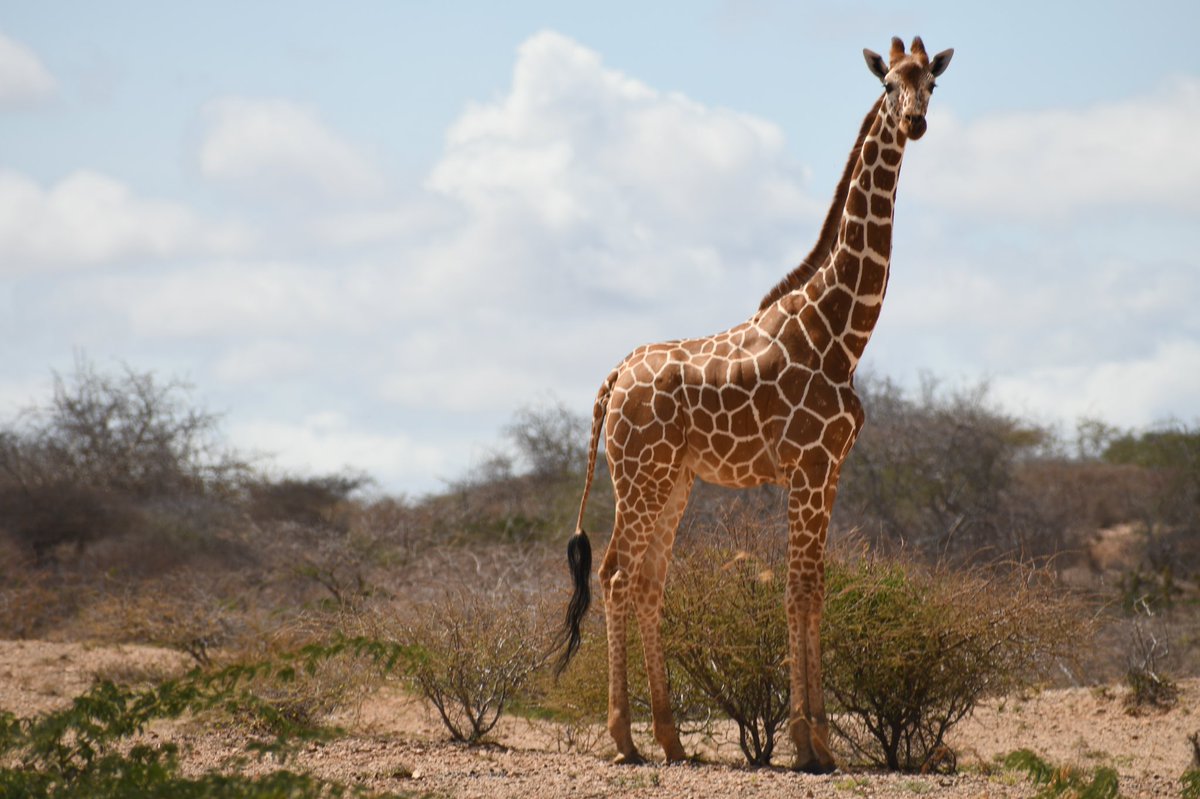Swopes's tweet photo. “Giraffes in Los Angeles”  is available as a single edition. The winner will receive a trip to LA, a @moment lens kit, a private conversation with @alihirola of @hirola_program, and BTS video of editing process. #NiftyGateway #SwopesGiraffe https://t.co/MBr5iQD5Nj