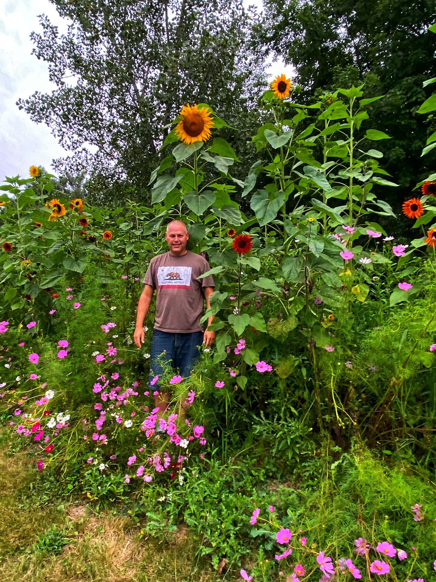 <a href="/autisticgardner/">Alan Gardner 💙</a> <a href="/HortErotica/">HortErotica</a> Check out my massive sunflowers