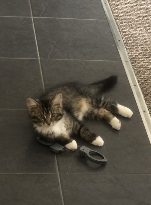 TW Pornstars - Imogen Lucie. The most retweeted pictures and videos for