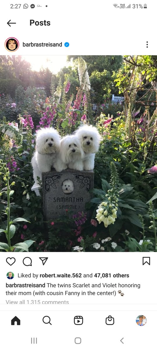 Amanda Drury (@mandycnbc) on Twitter photo Cute alert!! Who else here would like to clone their pet? <a href="/BarbraStreisand/">Barbra Streisand</a> #cute #cutedogs #clone Cute alert!! Who else here would like to clone their pet? <a href="/BarbraStreisand/">Barbra Streisand</a> #cute #cutedogs #clone