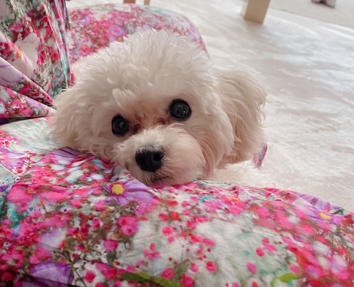 あざと犬 あざと犬