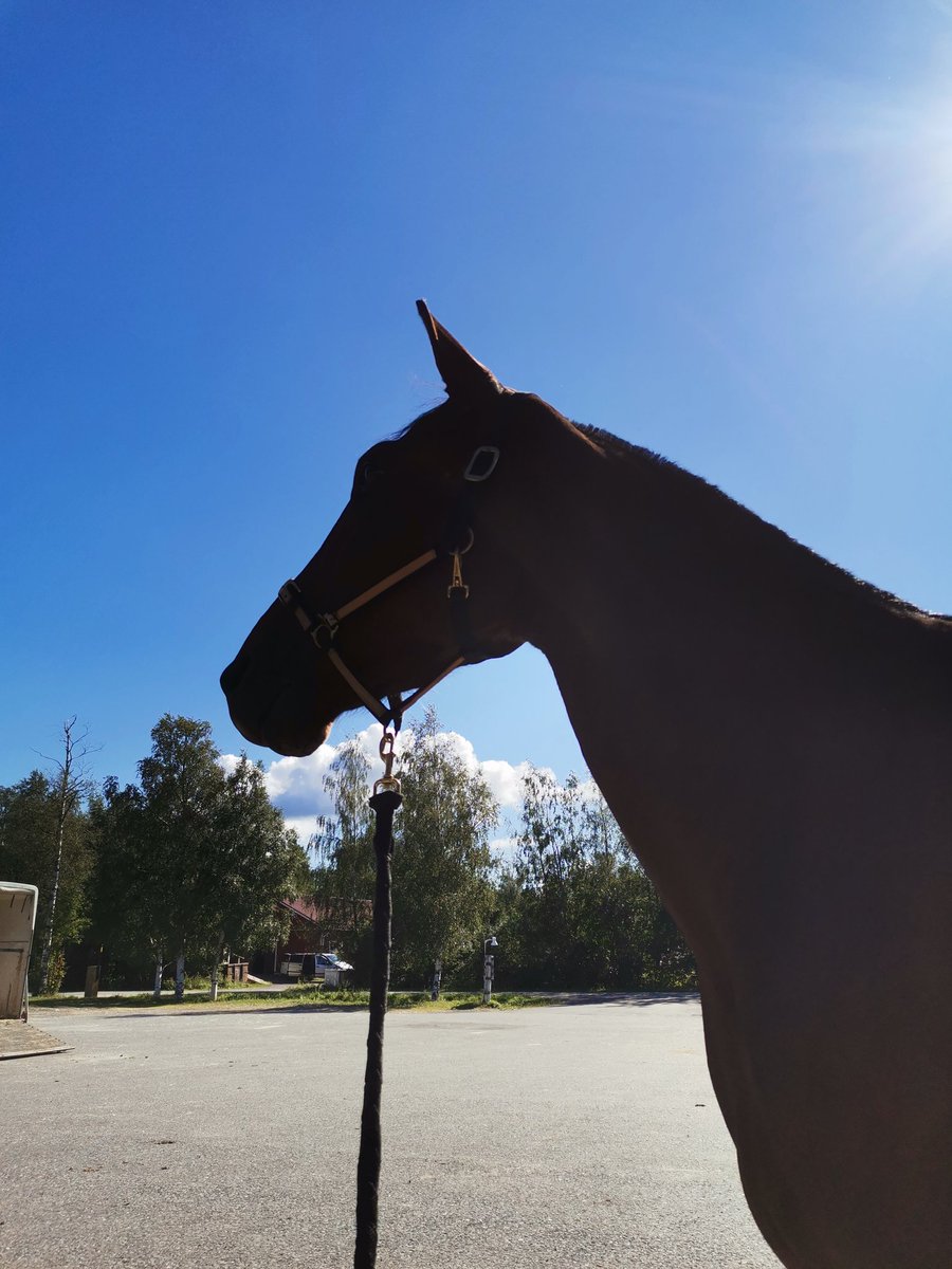 #muchomachoman vamma varmistui tänään. Hankositeen haarassa repeämä, "onneksi" vamma on ihan haaran yläosassa. Parin vkon päästä ollaan viisaampia todellisista % määristä. Nyt oli liian aikasta arvioida vamman laajuutta. En kuitenkaan vielä luovuta 💪 #ravit