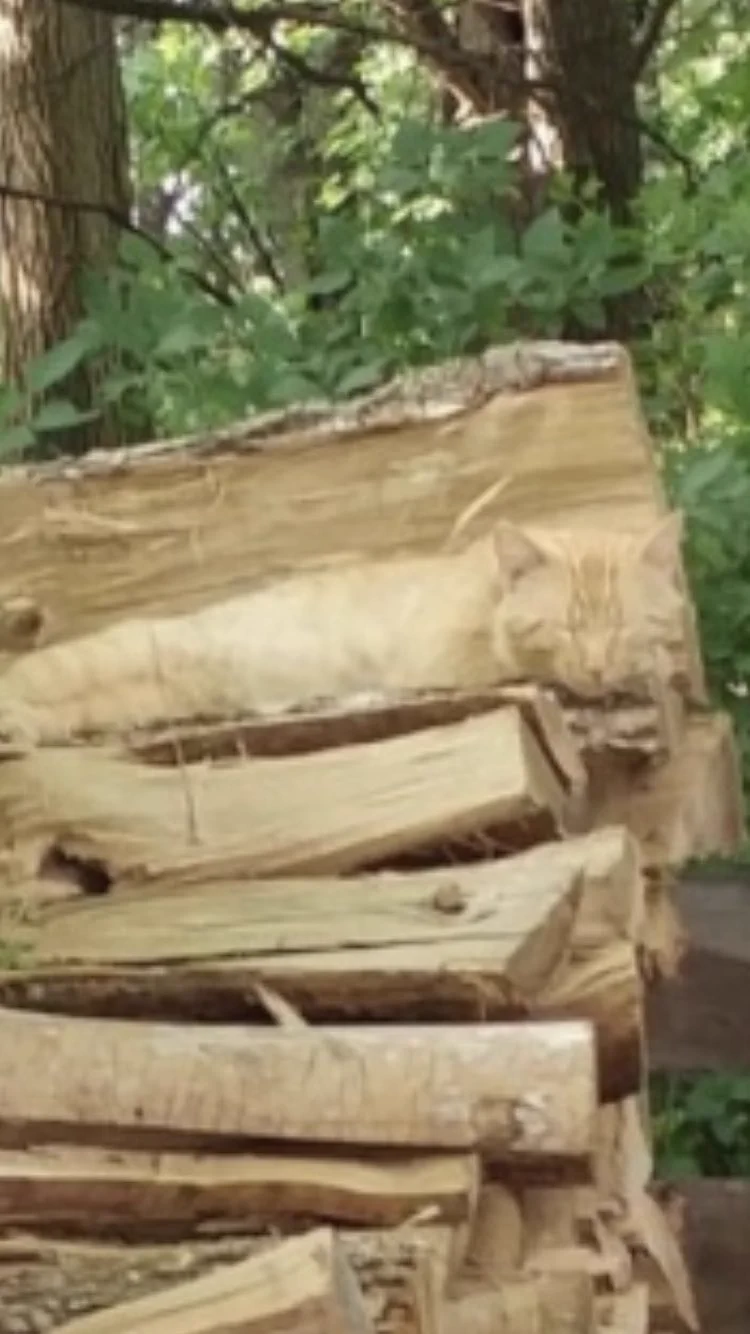 @st_takahashi これだ！！ 