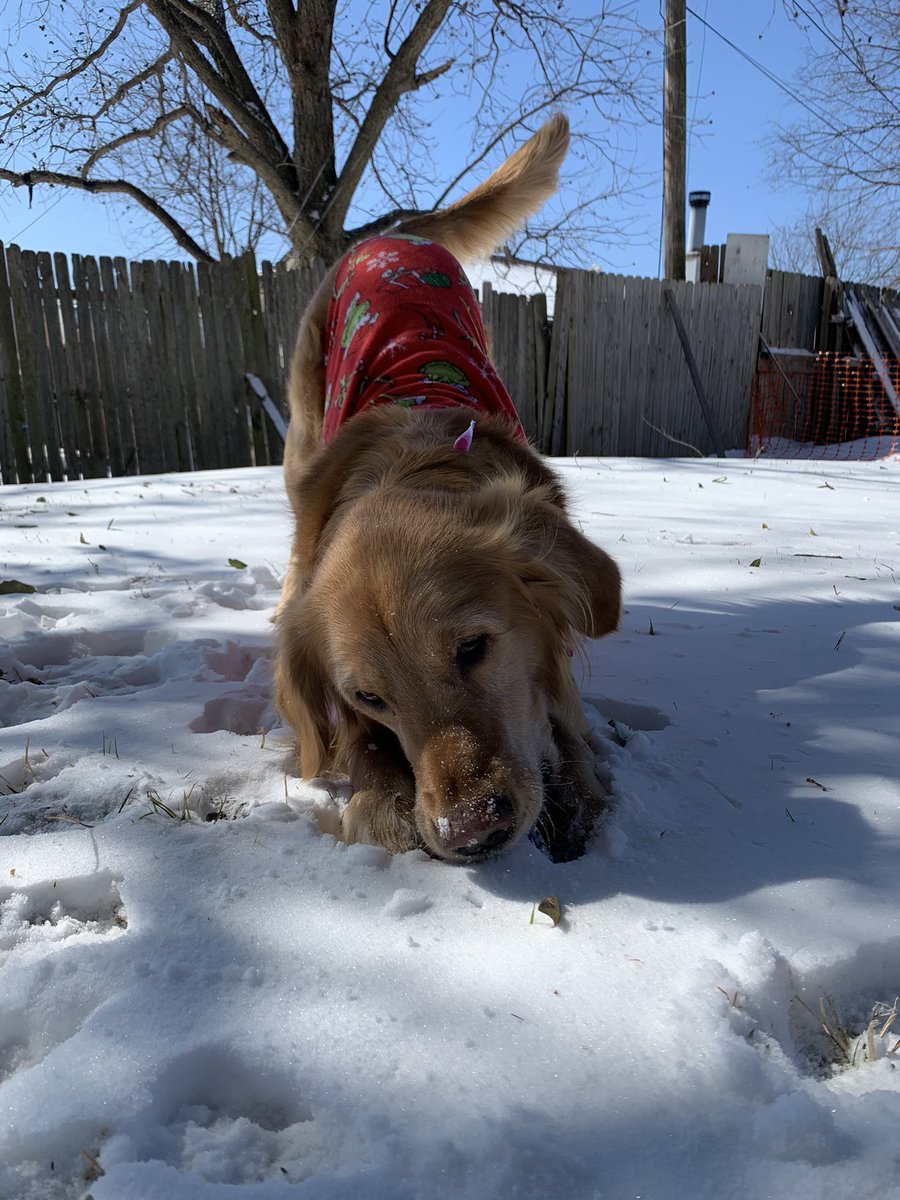Britlyn_Keller's tweet photo. Bentley becomes a senior citizen today, even though he wants you all to think he’s still a puppy ❣️ https://t.co/TI0gQxjMSU