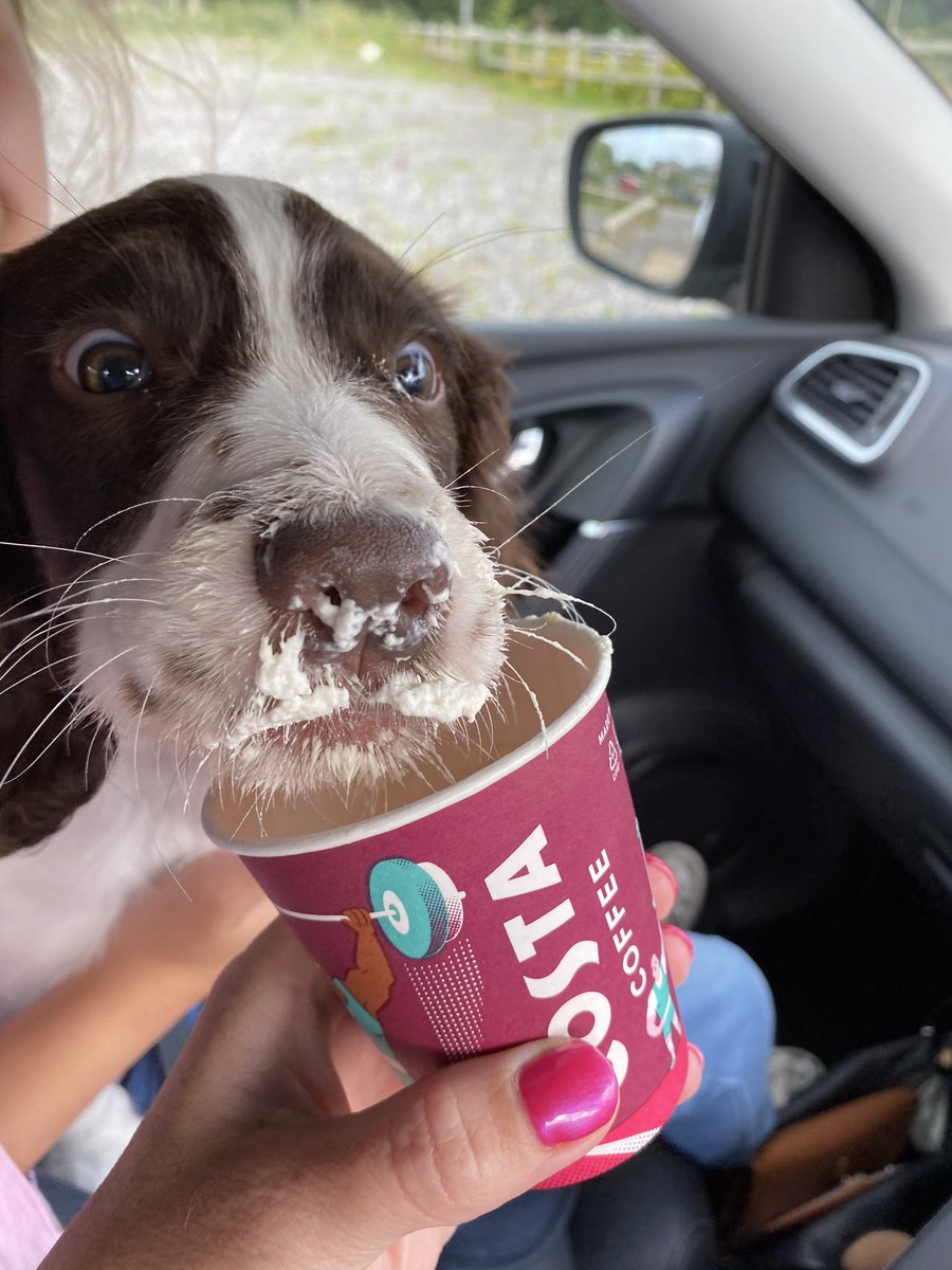 KidnerLisa's tweet image. Roman loved his first puppuccino! @CostaCoffee