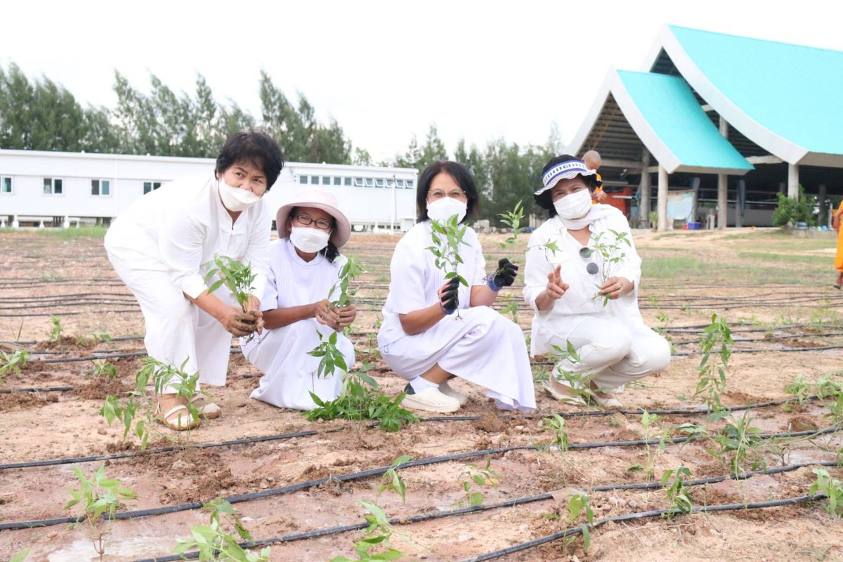 weeranan's tweet photo. วัดพระธรรมกาย จัดโครงการปลูกพืชสมุนไพร สู้ภัยโควิด-19 เช่น ขิง กระชาย ฟ้าทลายโจร เป็นต้น เพื่อสุขภาพ ป้องกัน รักษา เยียวยา และฟื้นฟูร่างกาย โดยเริ่มปลูก #ฟ้าทะลายโจร กระจายตามศูนย์จังหวัดต่างๆ รวมกว่า 5,800 ต้น #โควิด19 https://t.co/6iM6m4zD9i