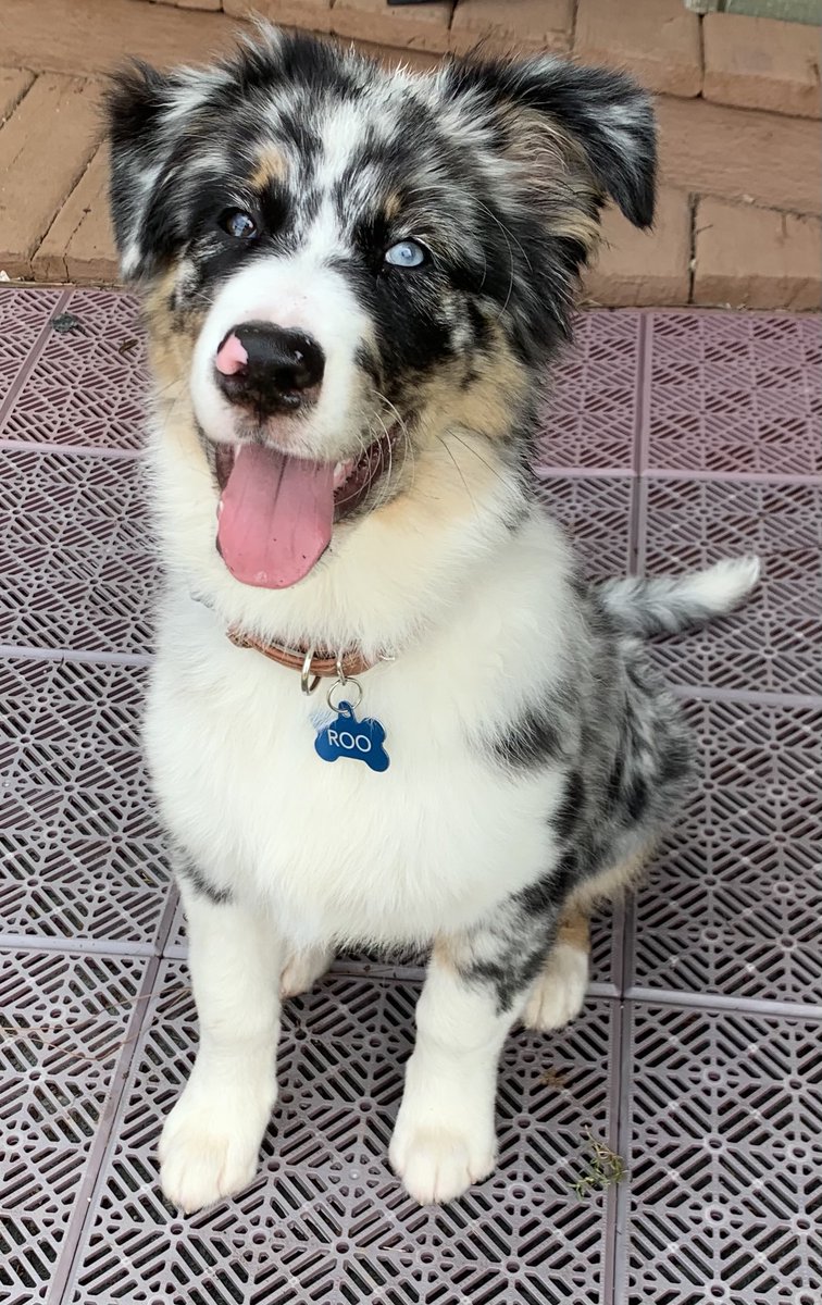 djledford's tweet photo. 16 weeks old today?! How did that happen. Roo is getting SO big and looking quite #handsome. BTW, Roo has his own Instagram page roo.the.ausky #perfectpuppy #ausky #aussie https://t.co/Jqz97E1O6z