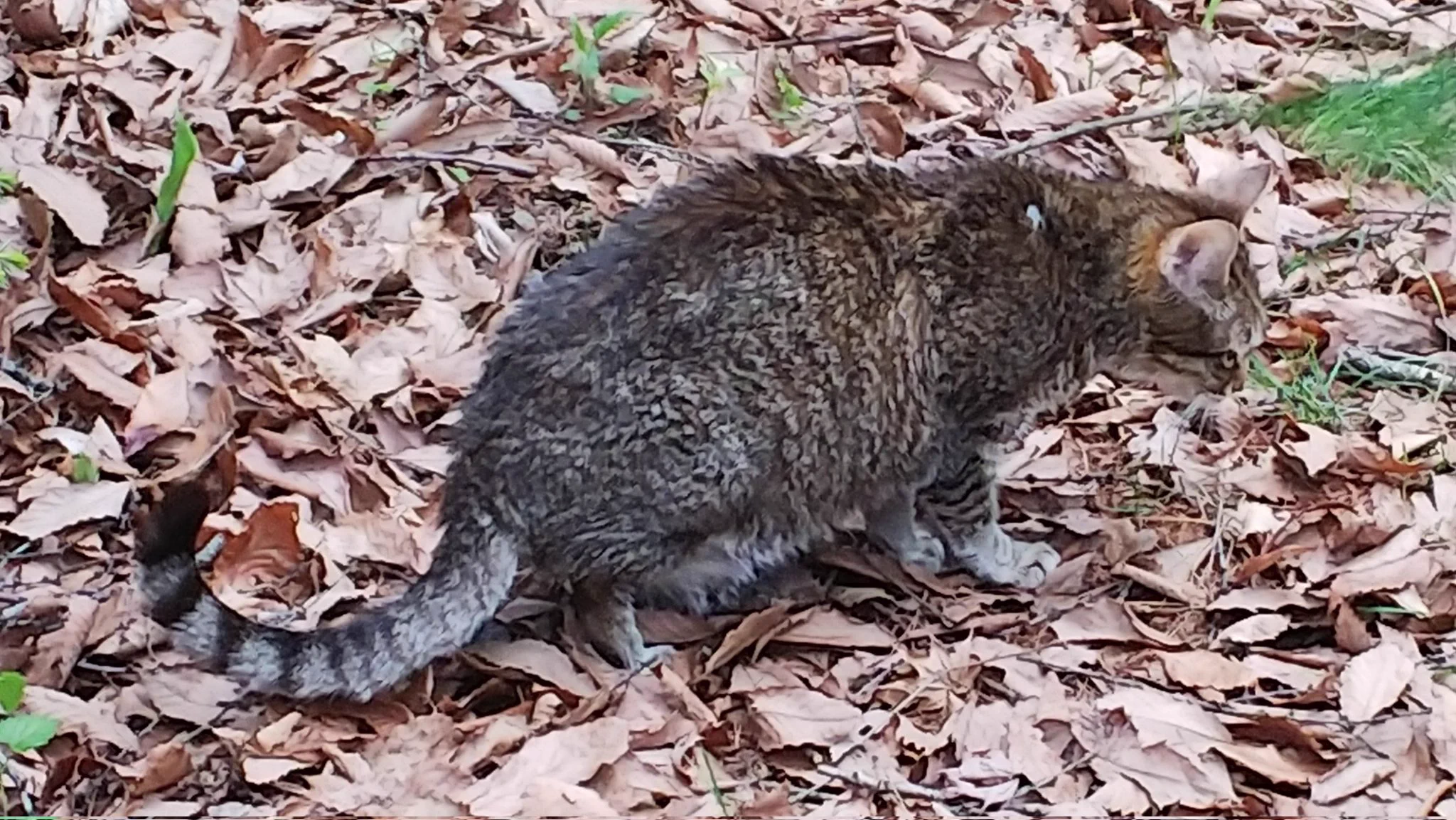 @st_takahashi わりかし、すぐ見つかりました～❗️、、、トラ猫は、正に迷彩柄ですからね～。 