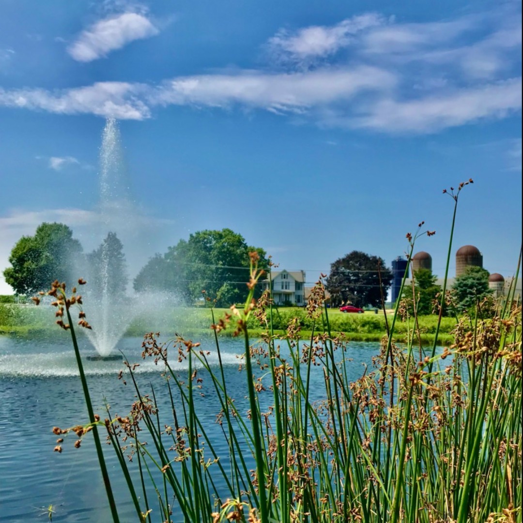 Happiness is a summer afternoon.

#healthypond #pondaerator #cleanwater #pondphotography #fountainpond #waterinmotion #pondhealth #floatingfountain #ellingtonct #ellingtonconnecticut #tollandcountyct #tollandcountyrealestate #tollandcounty