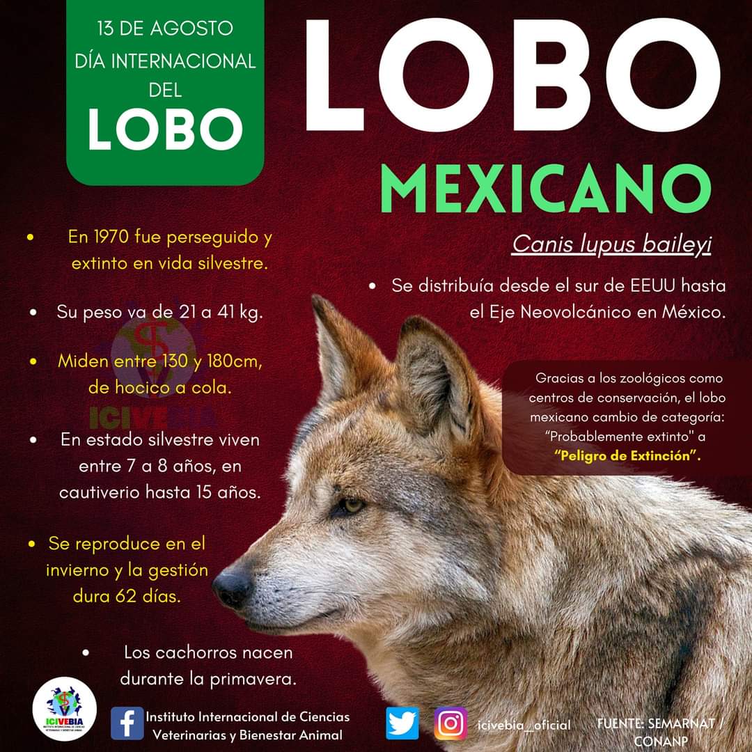 LOBO TIBETANO » Características, Hábitat, Reproducción, Tipos De Lobos. -  Cumbre Pueblos, image size:1080x1080