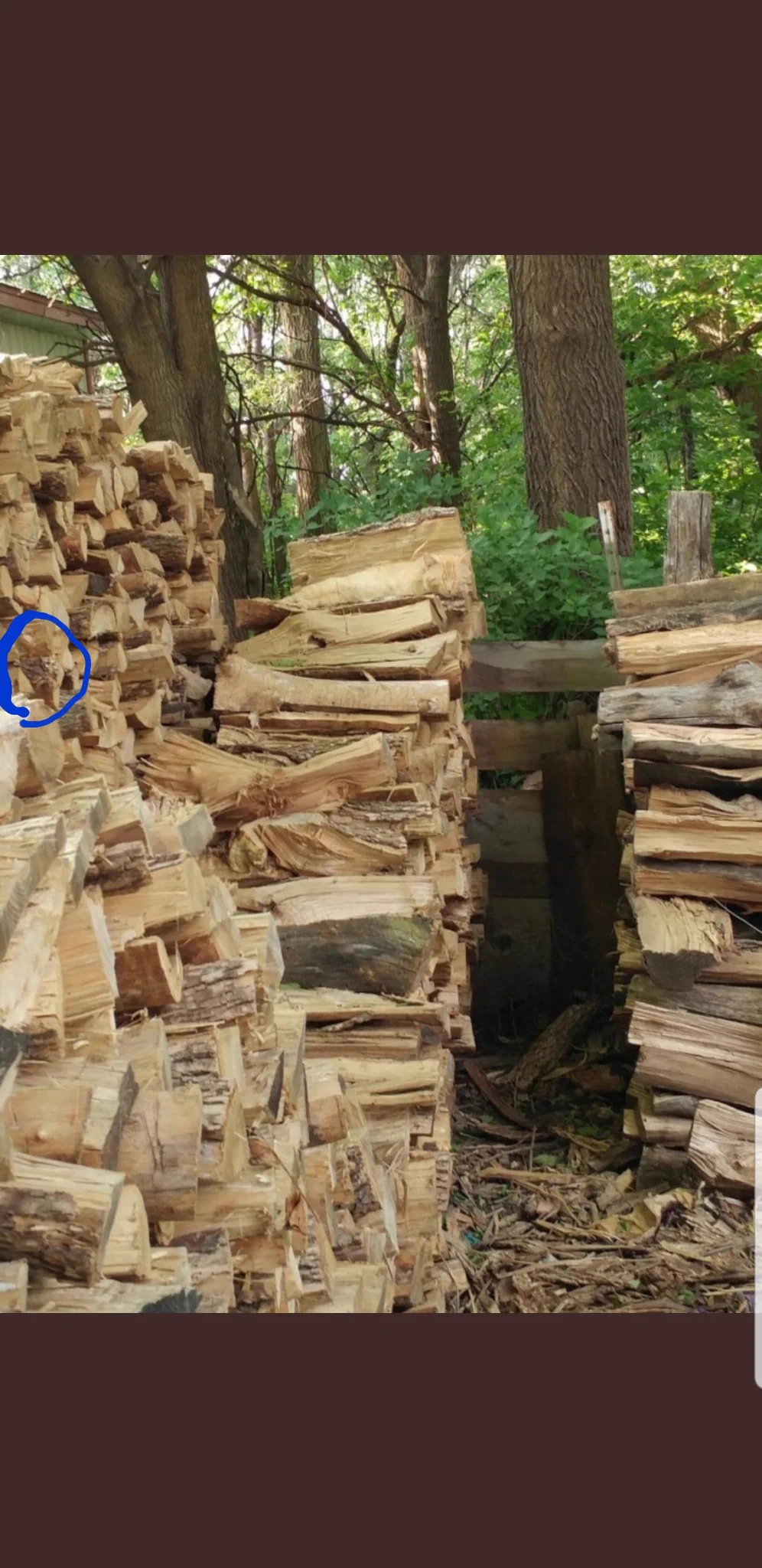 @st_takahashi @takumi_spla25 これが猫の顔に見えて首だけ!?
っておもったらガッツリ寝てる子いたわ 