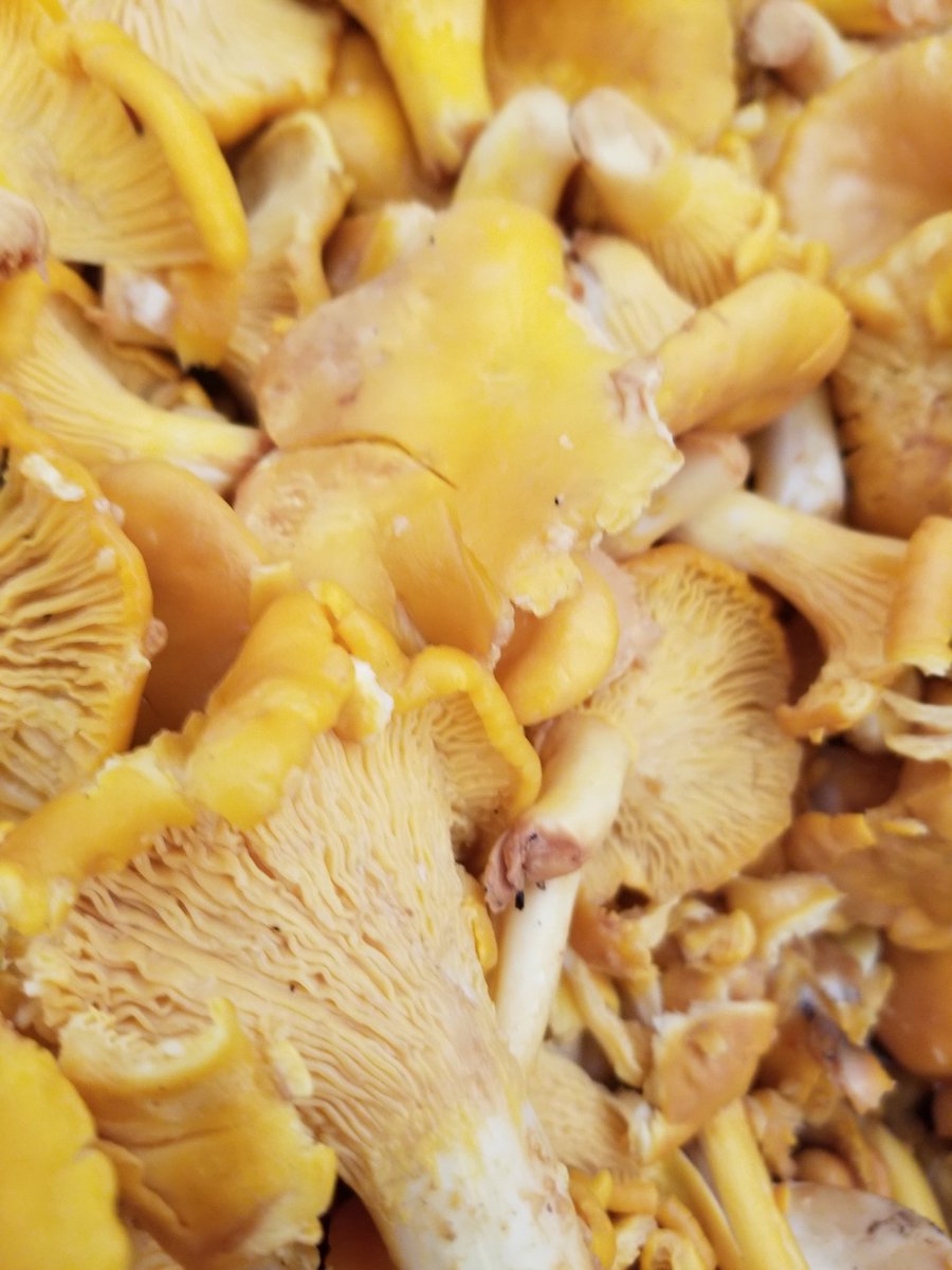 Michael Link (@chefbull6) on Twitter photo Slight change to the menu <a href="/TasteofSask/">Taste of Saskatchewan</a> my guy Brian Giesbrecht dropped off 50lbs of fresh Chanterelles. So it's now THE BERKSHIRE PORK BELLY WITH CHANTERELLES AND DEMI. Slight change to the menu <a href="/TasteofSask/">Taste of Saskatchewan</a> my guy Brian Giesbrecht dropped off 50lbs of fresh Chanterelles. So it's now THE BERKSHIRE PORK BELLY WITH CHANTERELLES AND DEMI.