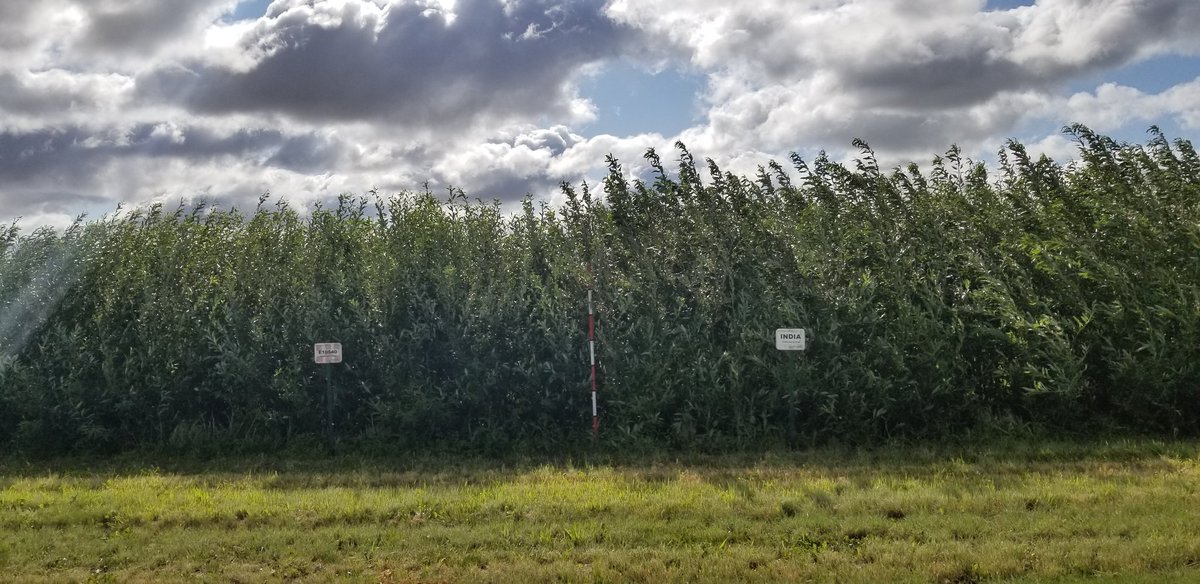 Sask_Agroforest's tweet photo. #biomass #willow #miscanthus  #poplar #swithchgrass just enough rain at Indian Head this year to grow some biomass. https://t.co/1qQ6xwS0PK