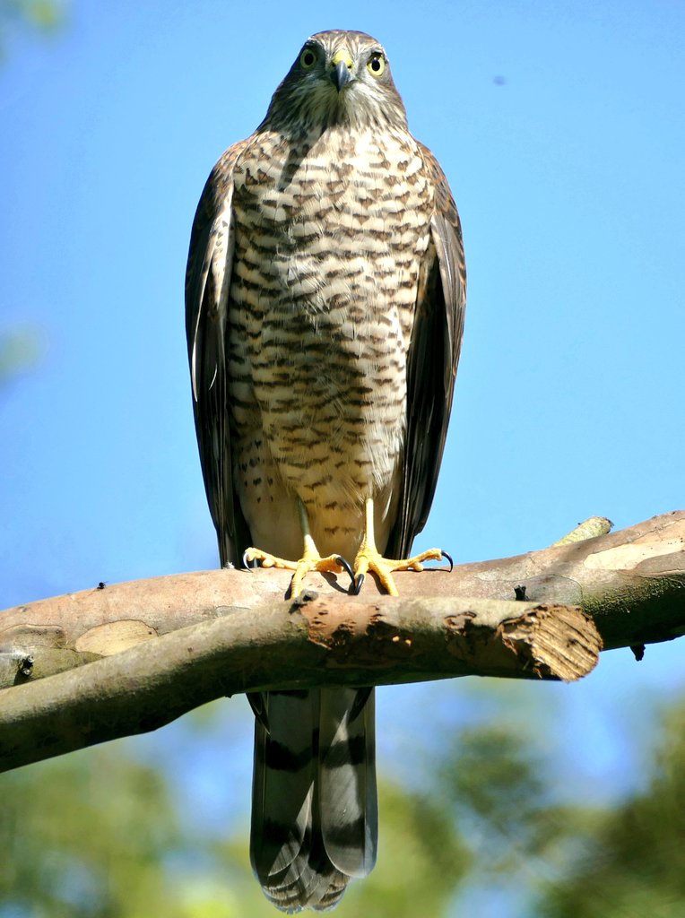 Me_HimAnThem's tweet photo. Sparrowhawk #ukbirdsofprey #uknature https://t.co/jr22n8uCoI