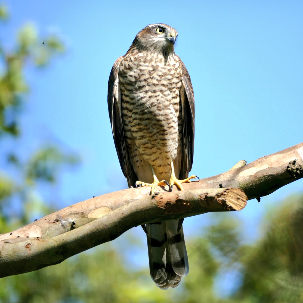 Me_HimAnThem's tweet photo. Sparrowhawk #ukbirdsofprey #uknature https://t.co/jr22n8uCoI