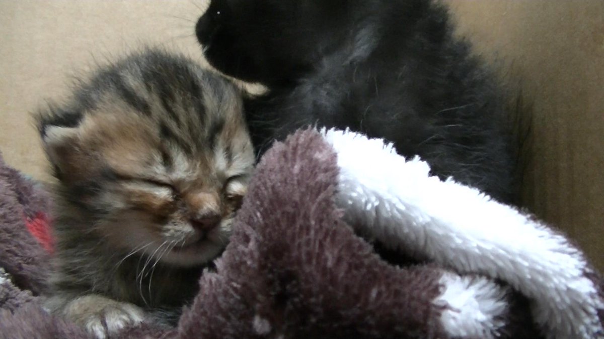 動物保護活動ちゃんねる No Name Animal Twitter