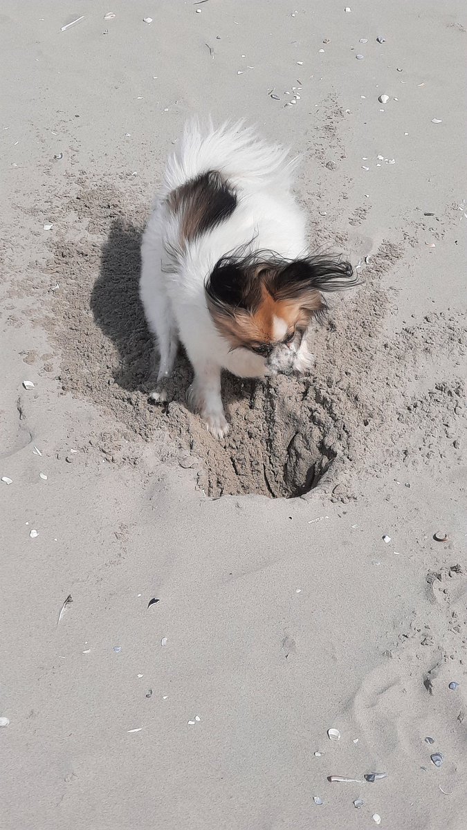 Het zou volgens de folder een Frans hofhouding hondje zijn, maar ik denk dat haar voorouders aan een Duits hof hebben gediend.
#Epagneul_Nain_Continental_Papillon