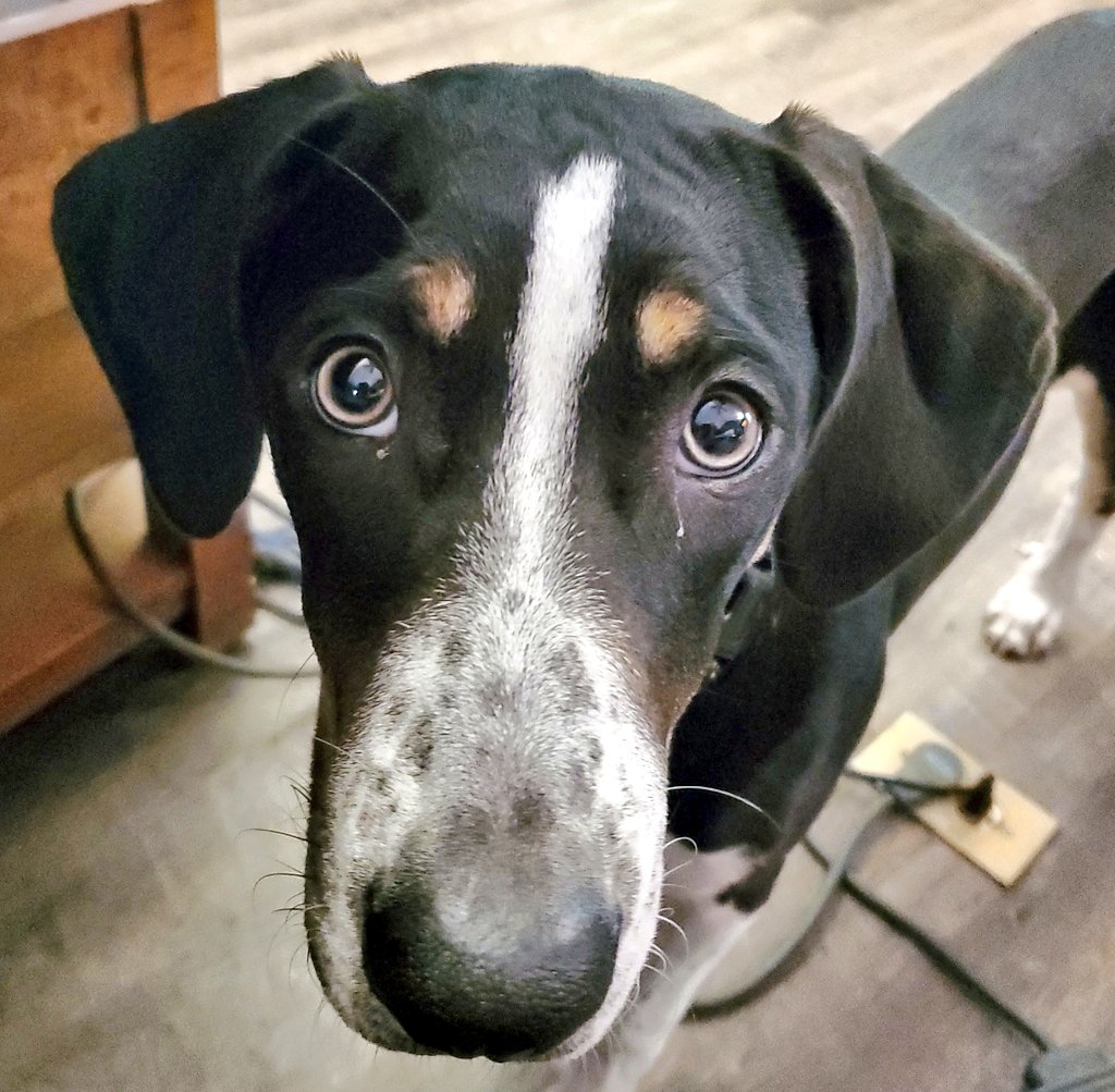 That face... 
#OliveTheDog #dogsoftwitter #dogs #catahoulaleoparddog