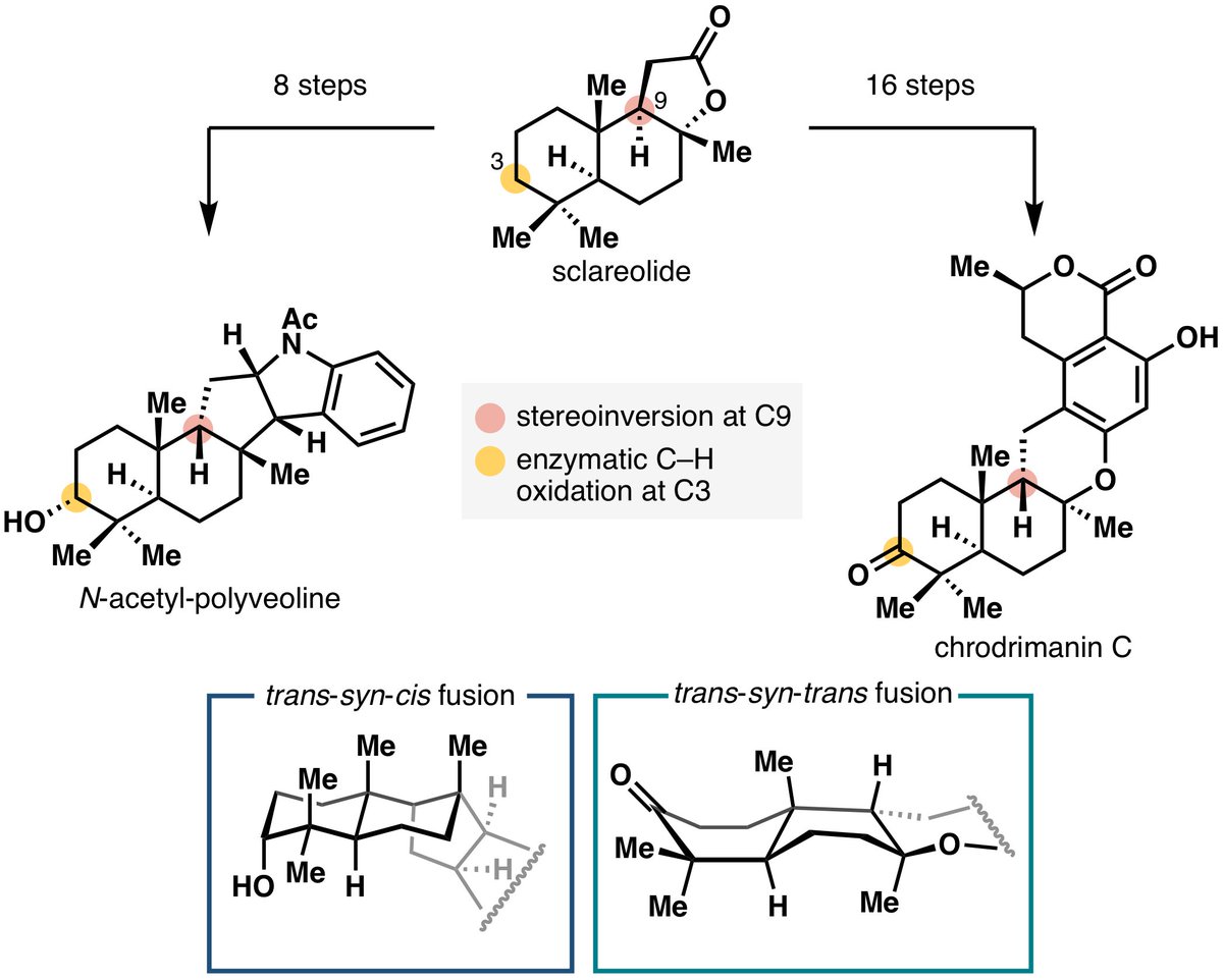The second chapter of our meroterpenoid program: how do you synthesize meroterpenoids containing contra-thermodynamic trans-syn-fused drimane architecture? Congratulations to Fuzhuo Li for coming up with this solution!
chemrxiv.org/engage/chemrxi…