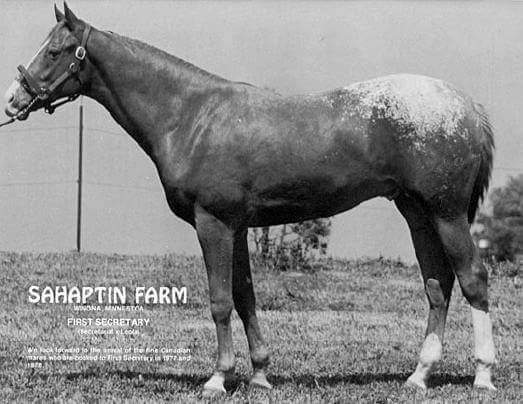 HORSERACING1002's tweet photo. FIRST SECRETARY 1974 (SECRETARIAT- LEOLA) Nacido en Noviembre de 1974. resultado de la prueba de fertilidad de Secretariat hijo de Leola una yegua de registro Appaloussa. Nacio en Minnesotta. First Secretary tuvo 247 crias. Entre show halter carreras eventos etc. #FirstSecretary https://t.co/H4uFT6gRyo