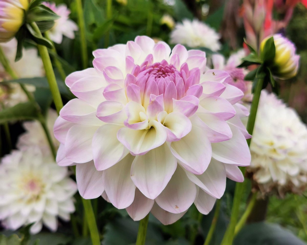 A few of the beautiful flarrs I saw at Nymans gardens yesterday #Flarrs