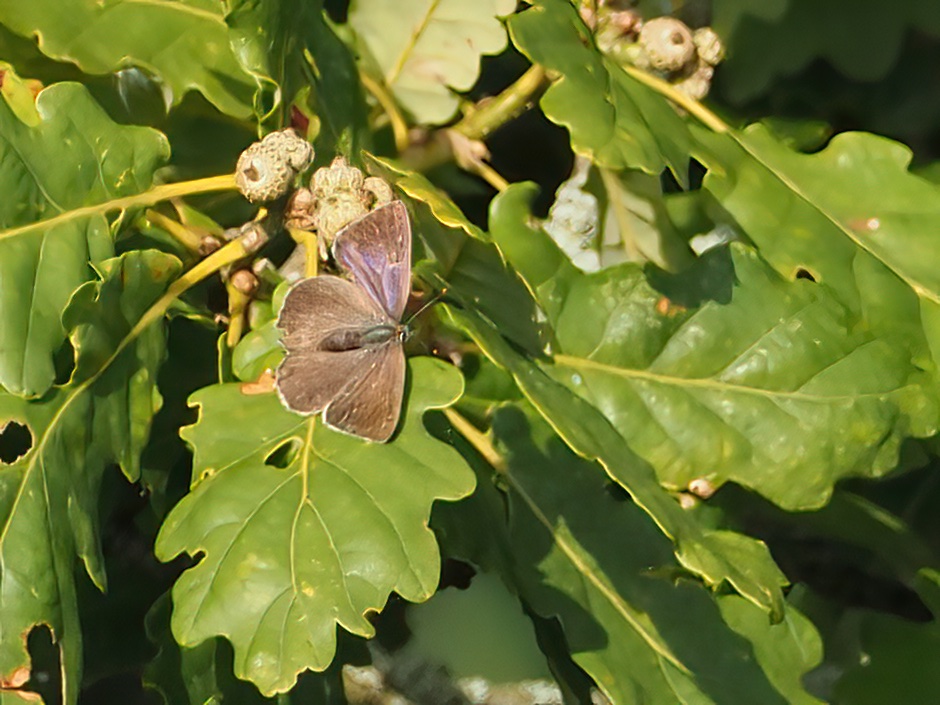 Mark Sutton tweet media