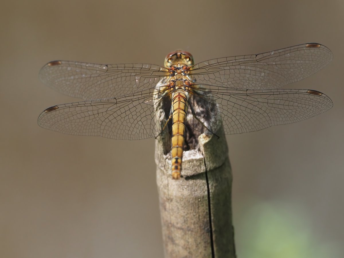 Mark Sutton tweet media