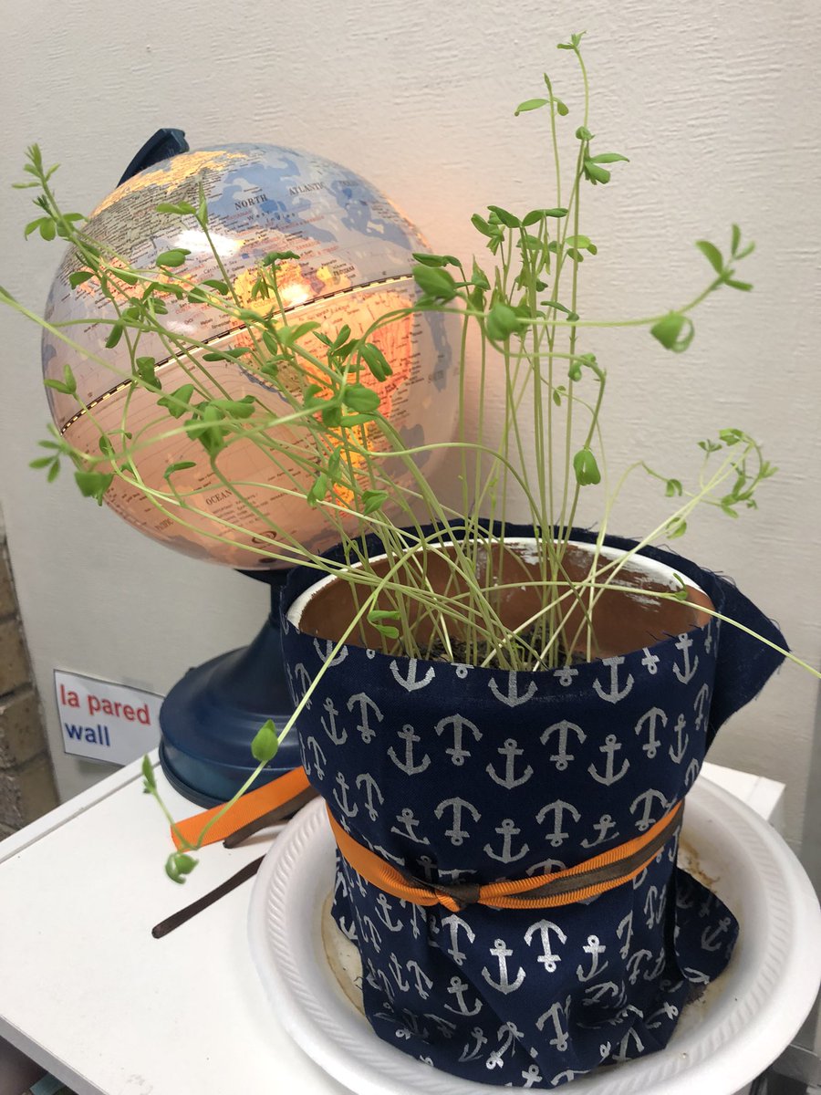 GladysSopo's tweet photo. My students and I are like seeds. All of our thoughts, words and actions help us grow bigger, stronger and happier. We planted seeds the first day of school and today we named each one with their names.#ILoveTeaching #GrowinginProgress #GISD #EthridgeBobcats https://t.co/zq63VIzneO