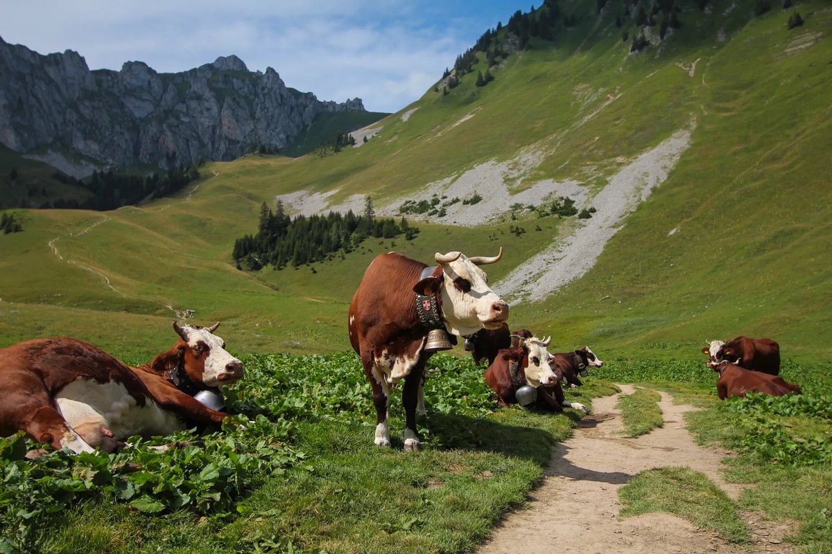 🇫🇷 La Haute-Savoie, ça vous branche ? On vous recommande 4 randonnées faciles pour en prendre plein les mirettes autour d’Abondance 🧀 !

➡️ tipsincluded.fr/2021/08/13/hau…