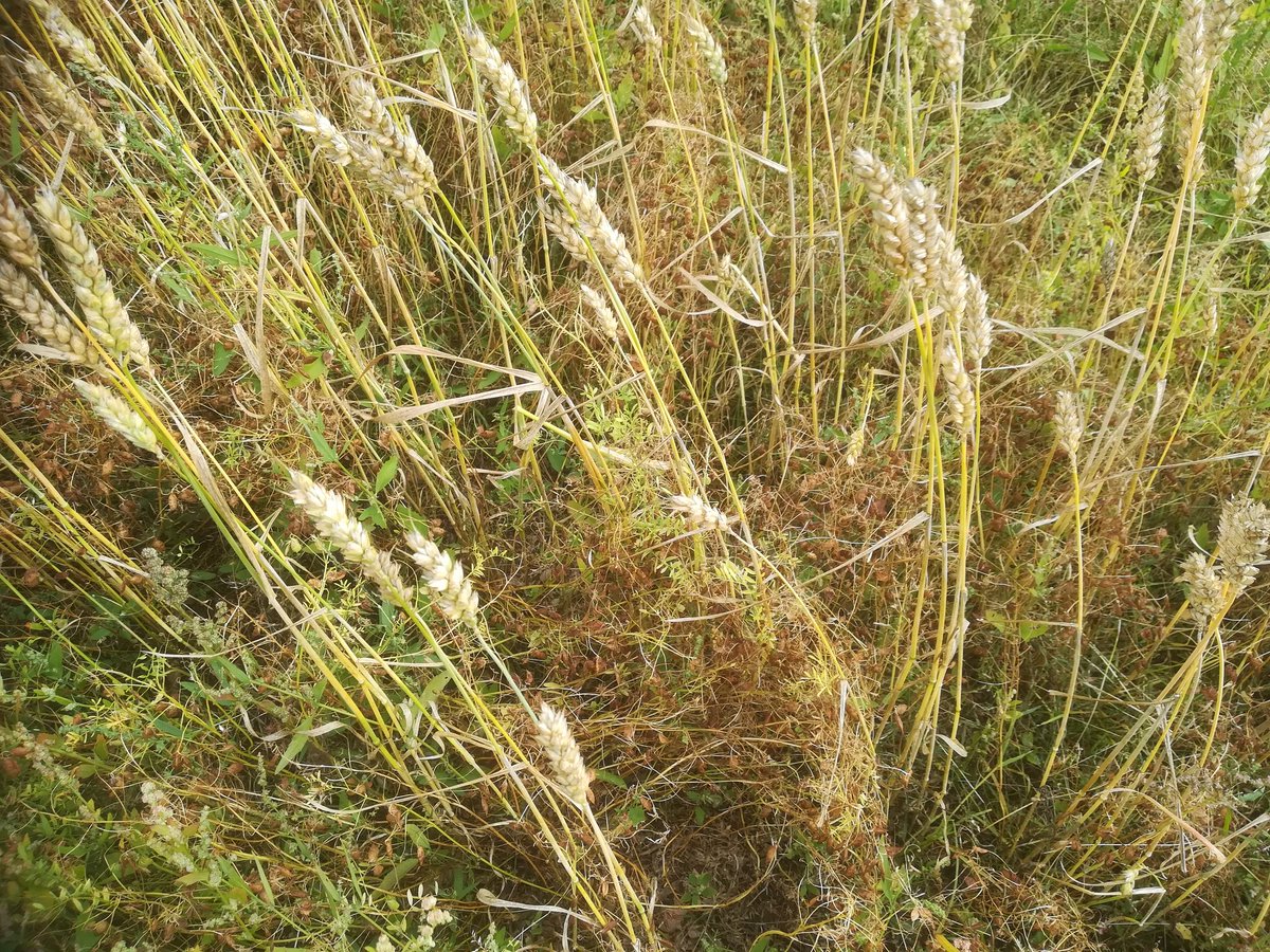 AlisonKarley's tweet image. Plenty of pods in the lentil-wheat intercrop plots @SRUC Crichton. Another @SEAMixtureS crop mixture sample ticked off thanks to #LegumesTranslated