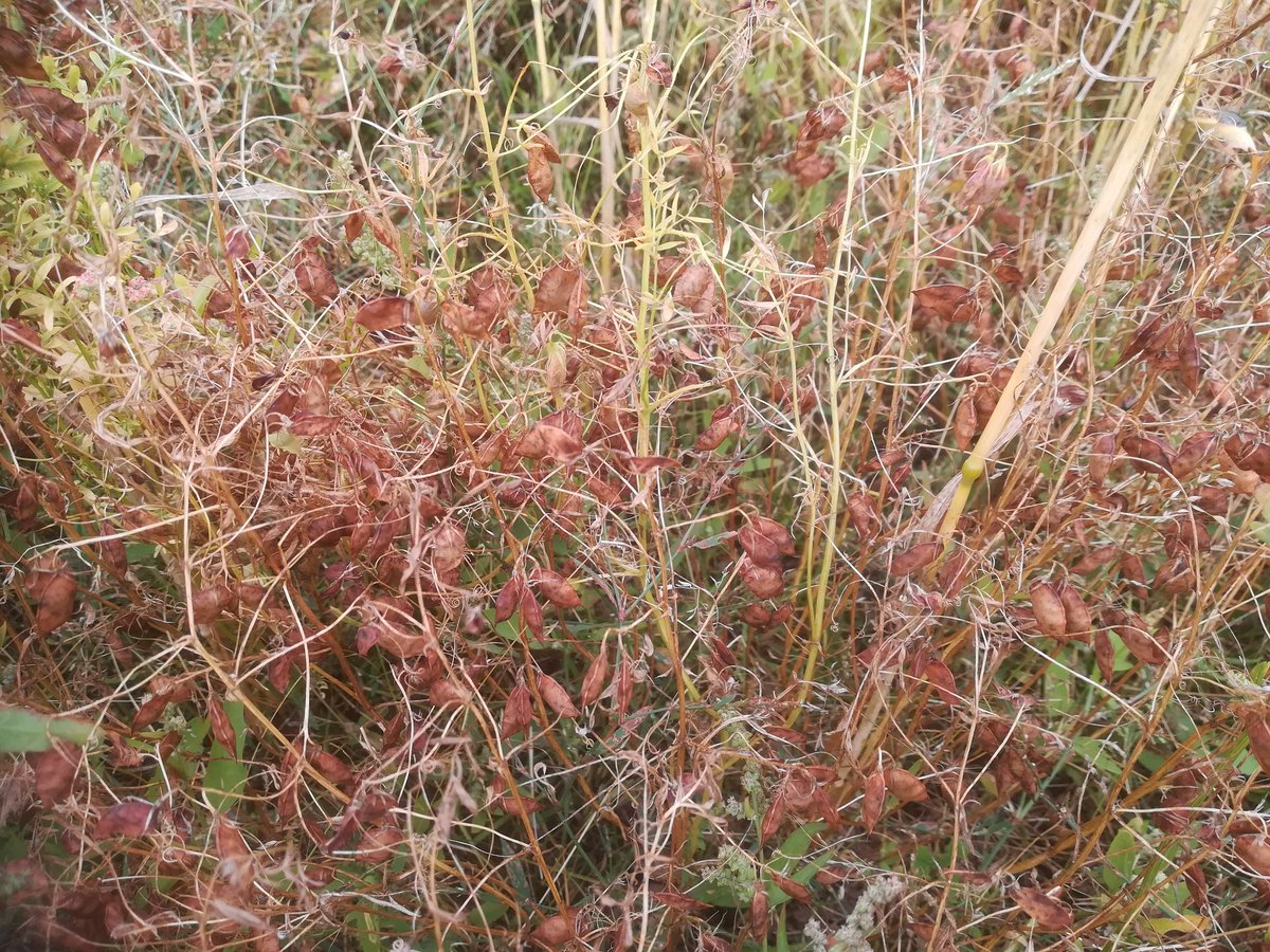 AlisonKarley's tweet image. Plenty of pods in the lentil-wheat intercrop plots @SRUC Crichton. Another @SEAMixtureS crop mixture sample ticked off thanks to #LegumesTranslated
