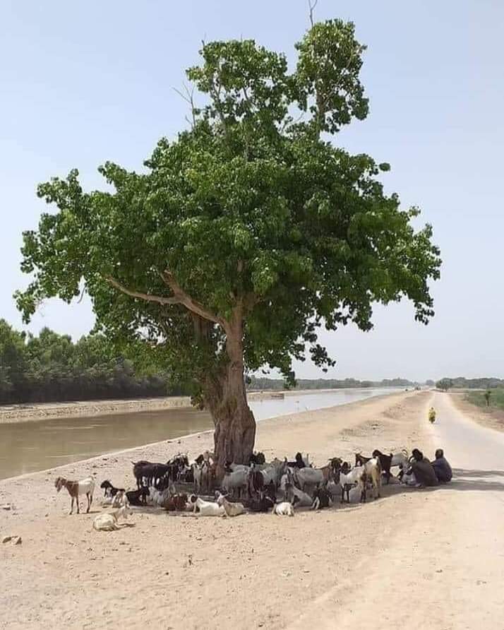 Here goes an example which give you most comfortable feeling in a Hot summer day ❤
If the heat bothers you, plant a tree.🌳
If the water bothers you, plant a tree.🌳
If you like fruits, plant a tree.🌳
If you like birds, plant a tree.🌳
And if you like life, plant many trees.🌳