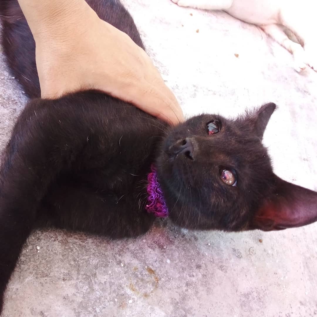 Kömür için mersin içi yuva arıyorum sahiplenmek isteyen benimle iletişime geçebilir. 3.5 aylık, erkek, yaş ve kuru mama iyiyor, tuvalet eğitimi var, oyuncu gurul gurul bir deli çocuk. Sokağı hiç bilmiyor dışarda yapamaz. Paylaşarak yuva bulmama yardımcı olur musunuz?