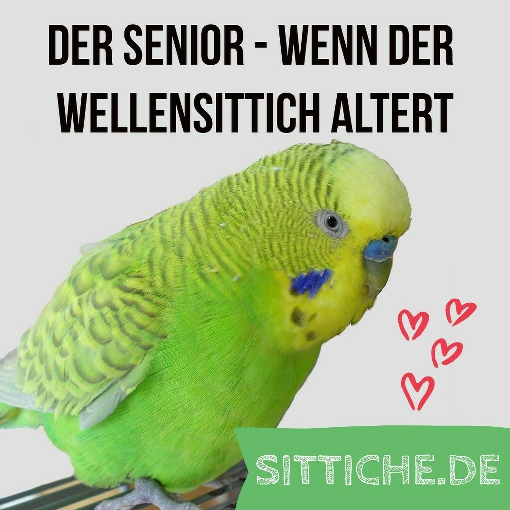 sittiche_de's tweet photo. Wer von euch hat denn alles einen Senior oder eine Seniorin?

.
#wellensittich #wellensittiche #instawellies #budgie #budgies #budgielovers #sittich #vogelfotografie #parakeets #budgiesofinstagram #budgerigars #parakeets #parakeetsofinstagram #perruches … https://t.co/7fRHI8xCit https://t.co/o5qF3q62R7