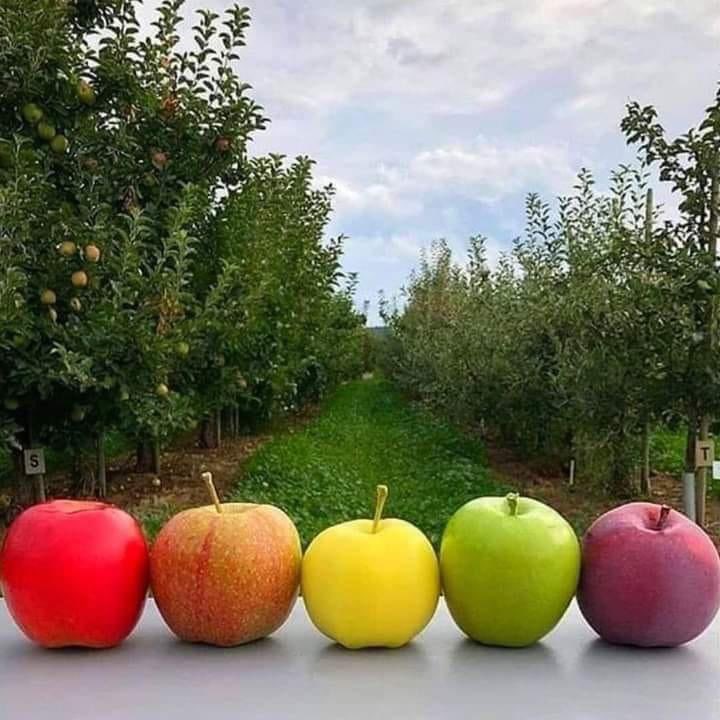 DanyalGilani's tweet photo. Apples of Gilgit-Baltistan 🍎 
#BeautifulPakistan https://t.co/cQFlw9bSCC