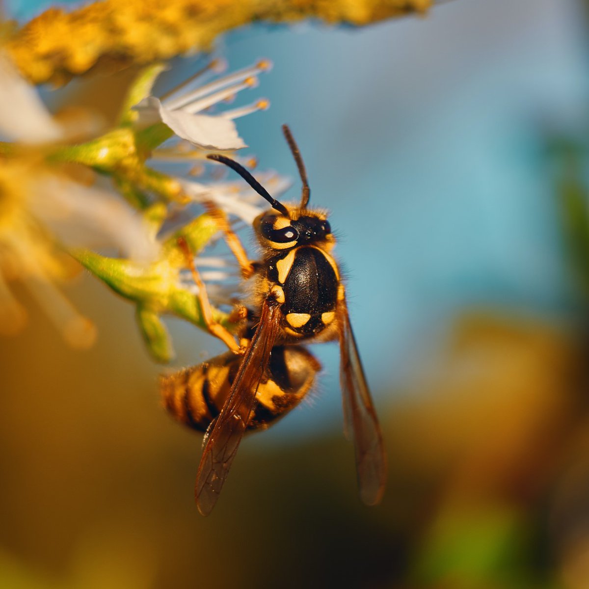 Our friends at the Arboretum are teaming up with the Frost Entomological Museum on August 18th at 7:00 p.m. for a webinar about the many roles of wasps!

To register, visit bit.ly/3yq2Va8