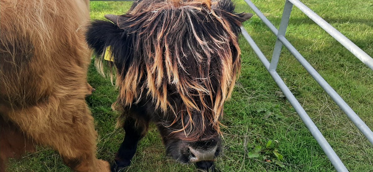 Cracking day at the #royalmanx show.