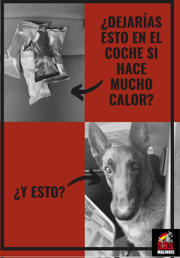 SOSmalinois tweet picture