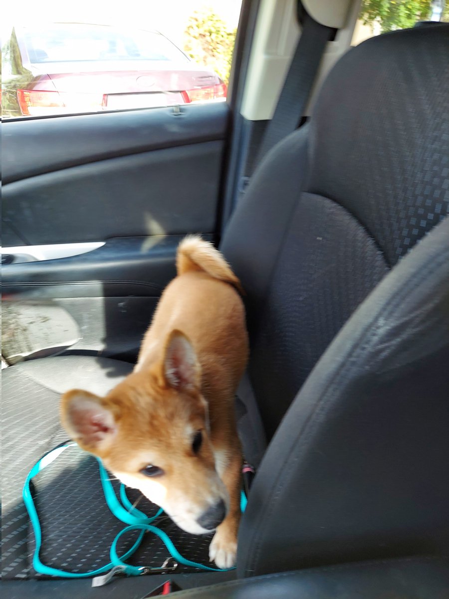 JustinScerini's tweet photo. Don't need car pool when you have #DogePool https://t.co/LcYincBXhT