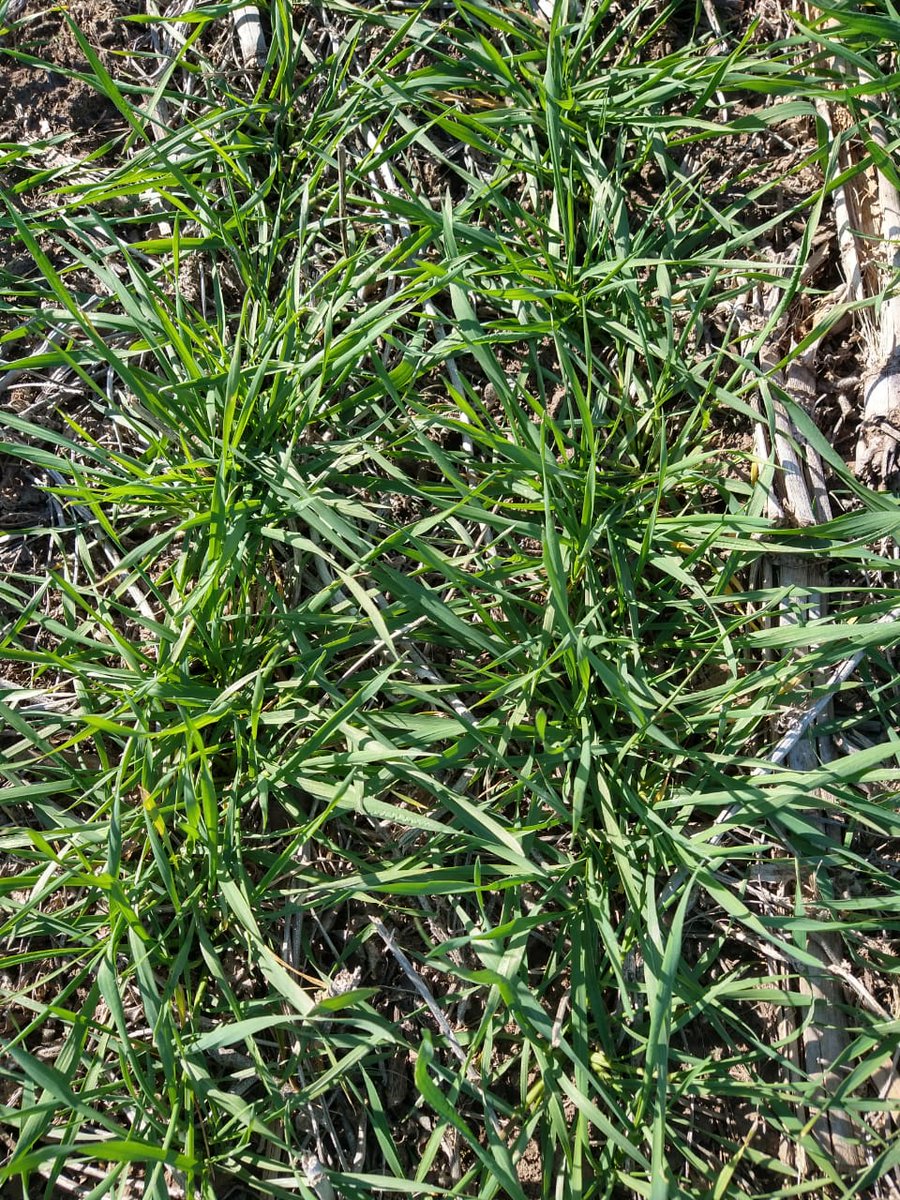 DONMARIOoficial's tweet photo. 😍🌾 Recorriendo demo de #trigo con las variedades #DMPehuén y experimental.
📌 Montes de Oca, Santa Fe.
👨Productor: Toia
🏡 Distribuidor: Acopio Arequito
#NacidosParaRendirRendir #TrigoDM https://t.co/pl8nImCXSd