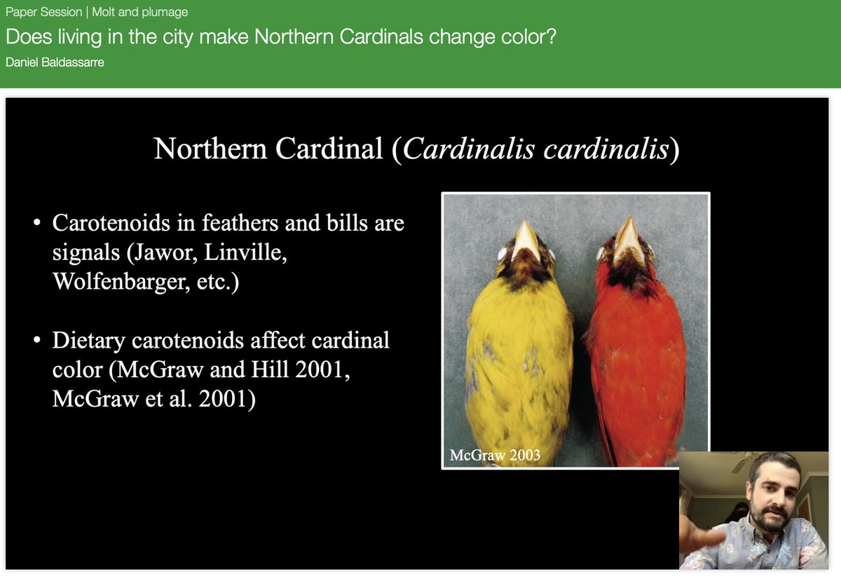 evornithology's tweet image. OH SHIT your boy is live right now! Get in there!!! #2021AOS_SCO